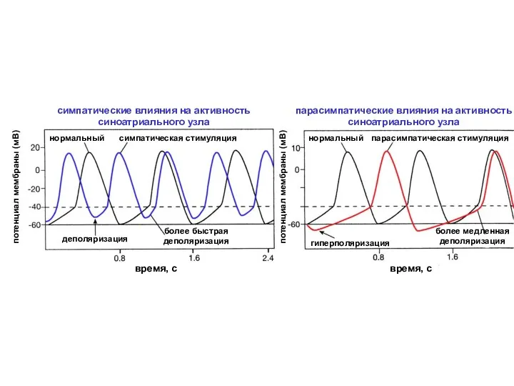 потенциал мембраны (мВ) потенциал мембраны (мВ) время, с время, с симпатические