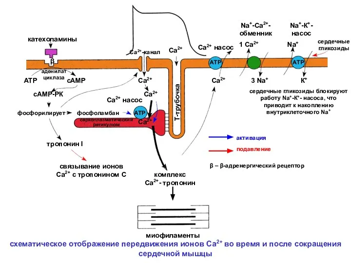миофиламенты АТР АТР АТР β катехоламины АТР сАМР сАМР-РК фосфорилирует тропонин