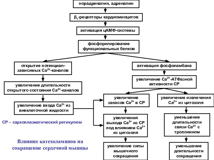 норадреналин, адреналин β1-рецепторы кардиомиоцитов активация цАМФ-системы фосфорилирование функциональных белков активация фосфоламбана