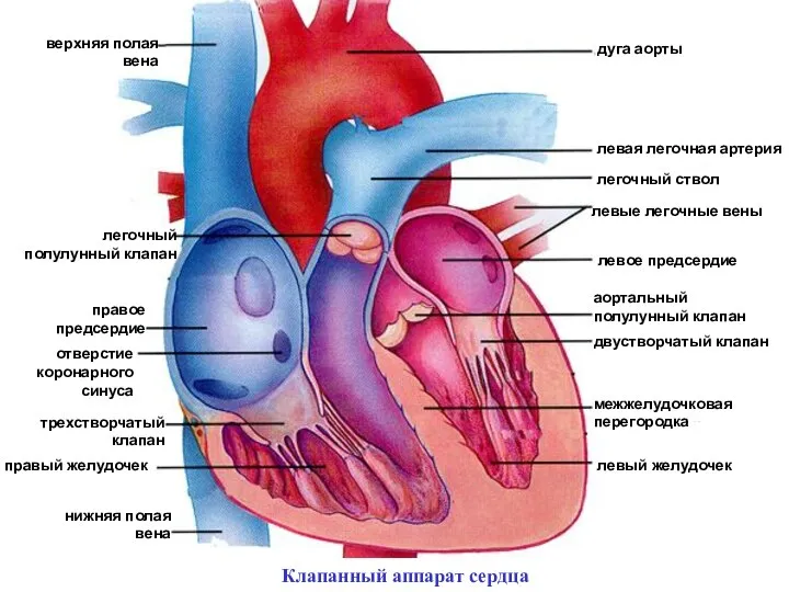 Клапанный аппарат сердца