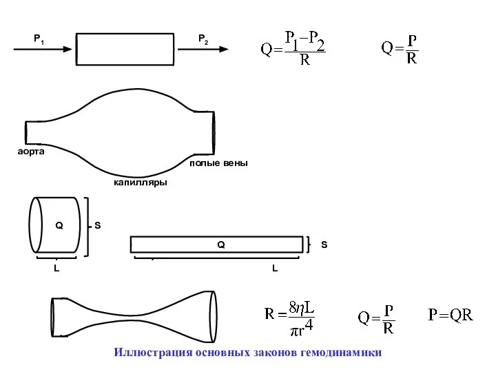 Р1 Р2 аорта полые вены капилляры L L Иллюстрация основных законов гемодинамики