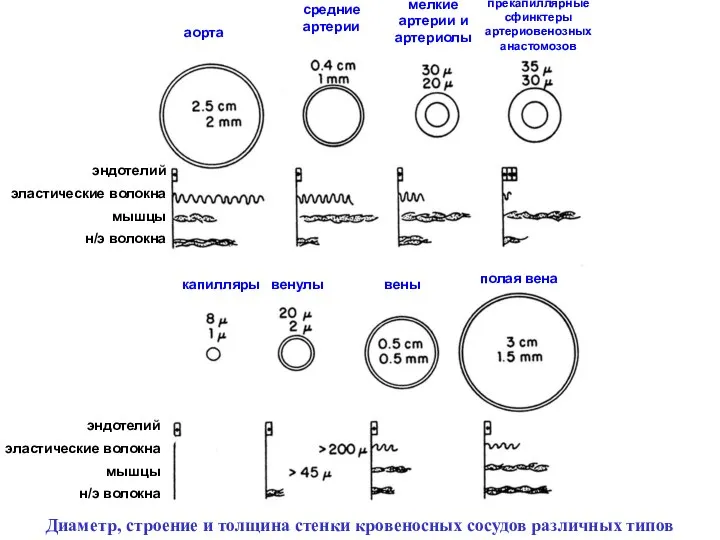 аорта средние артерии мелкие артерии и артериолы прекапиллярные сфинктеры артериовенозных анастомозов