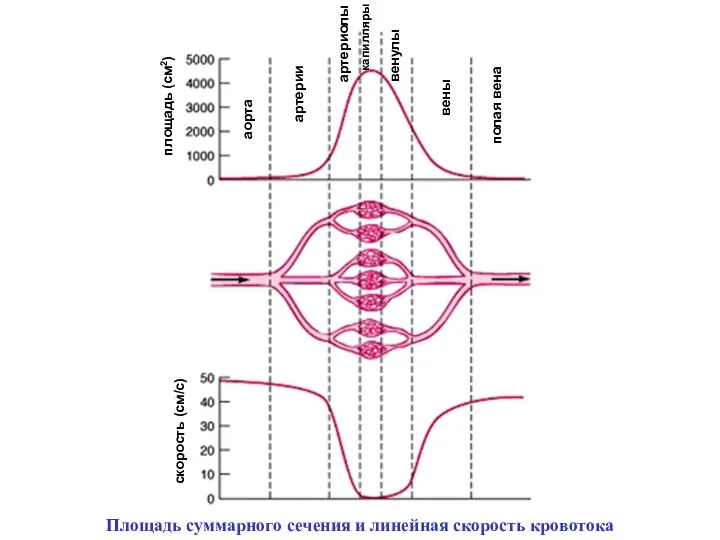 площадь (см2) скорость (см/с) аорта артерии артериолы капилляры венулы вены полая