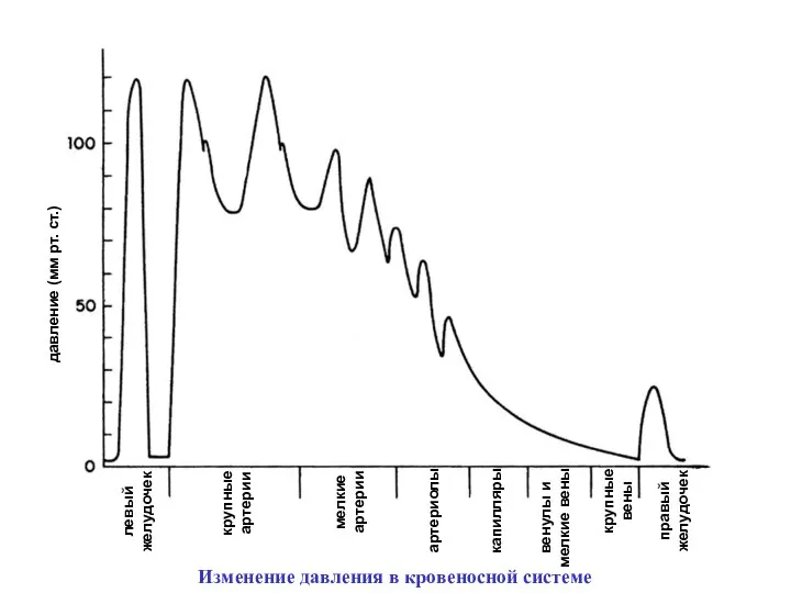 давление (мм рт. ст.) левый желудочек крупные артерии мелкие артерии артериолы