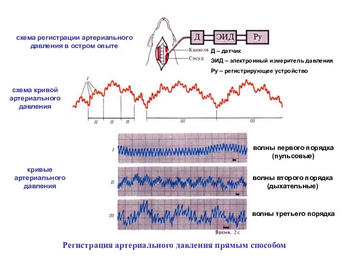 схема регистрации артериального давления в остром опыте схема кривой артериального давления