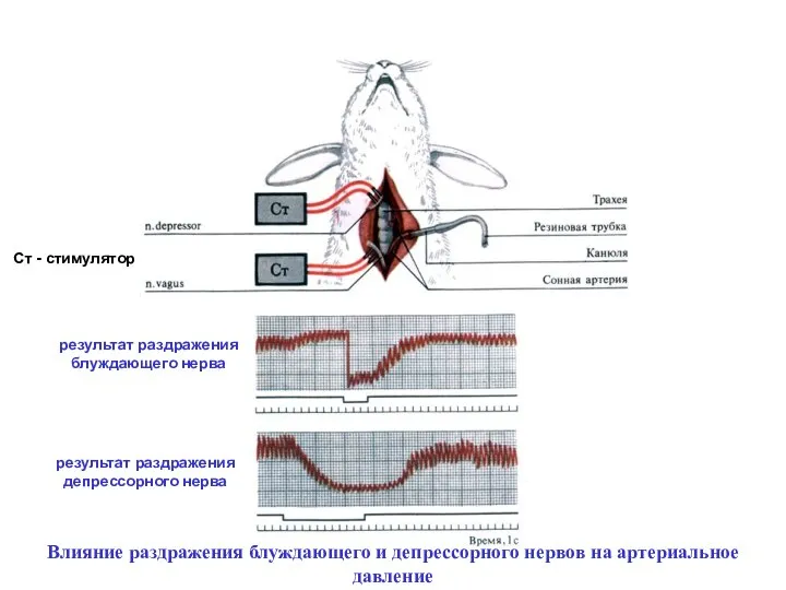 результат раздражения блуждающего нерва результат раздражения депрессорного нерва Ст - стимулятор