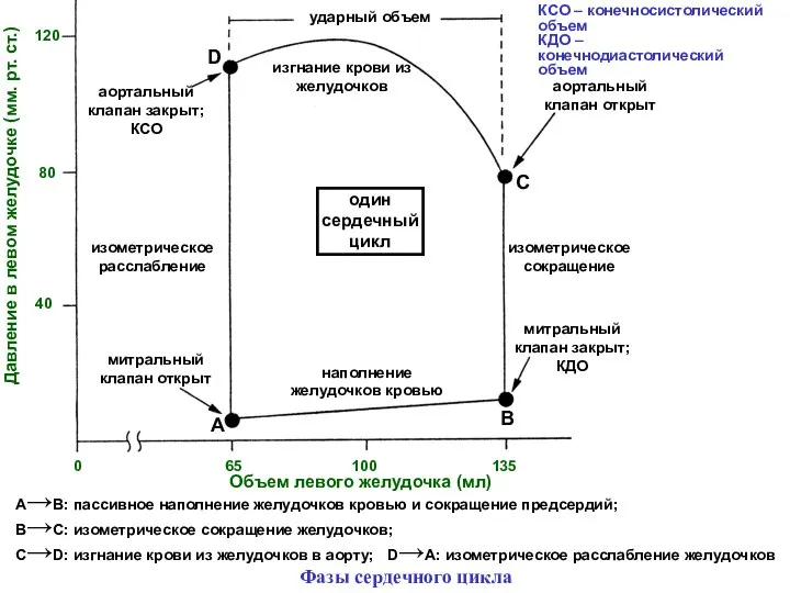 Давление в левом желудочке (мм. рт. ст.) 40 80 120 один