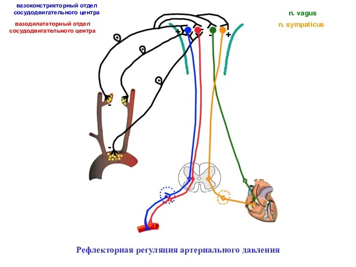 + + - - - - вазоконстрикторный отдел сосудодвигательного центра вазодилататорный