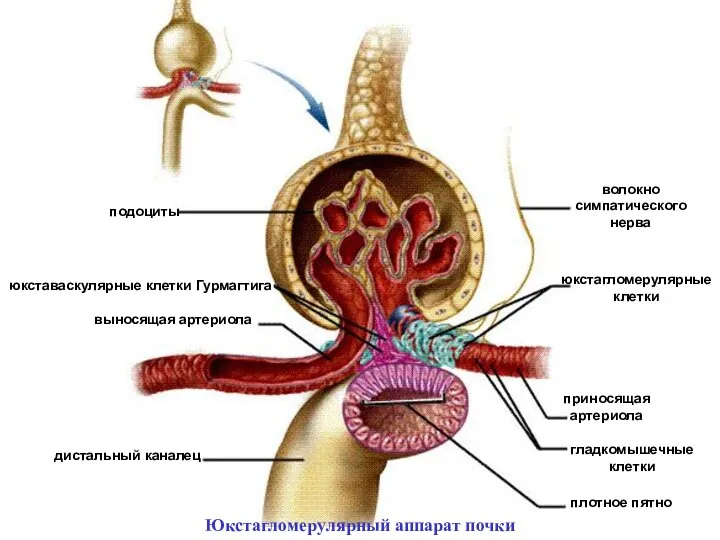 подоциты выносящая артериола дистальный каналец юкстагломерулярные клетки волокно симпатического нерва приносящая