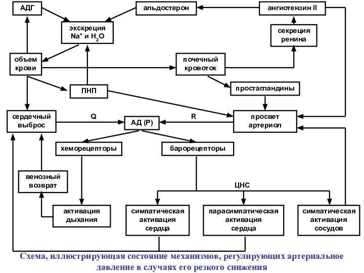 АДГ альдостерон ангиотензин II объем крови экскреция Na+ и Н2О ПНП