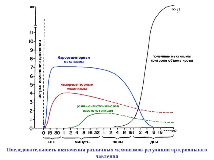 острое изменение давления сек минуты часы дни барорецепторные механизмы хеморецепторные механизмы