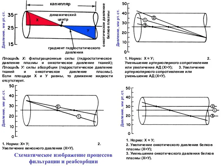 Площадь Х: фильтрационные силы (гидростатическое давление плазмы и онкотическое давление тканей);