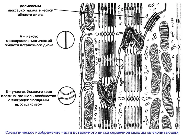 А – нексус межсаркоплазматической области вставочного диска В – участок бокового