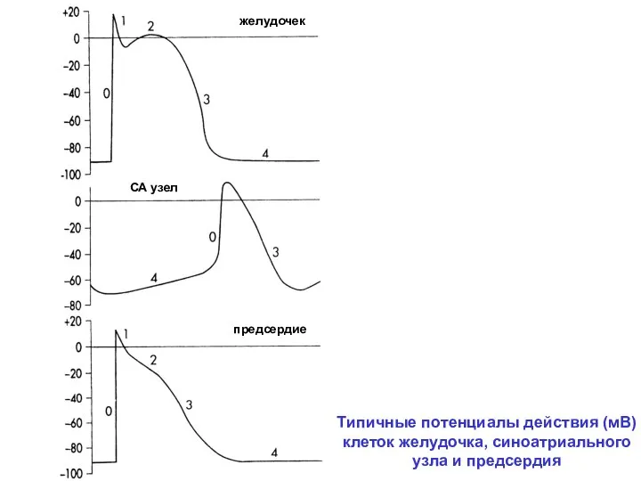желудочек предсердие СА узел Типичные потенциалы действия (мВ) клеток желудочка, синоатриального узла и предсердия