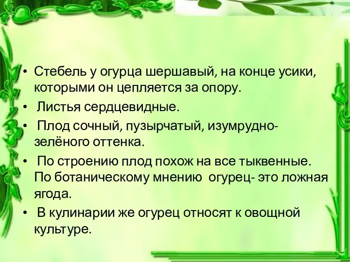 Стебель у огурца шершавый, на конце усики, которыми он цепляется за