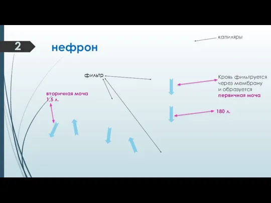 Кровь фильтруется через мембрану и образуется первичная моча 180 л. капиляры