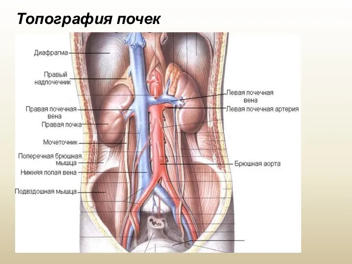 Топография почек