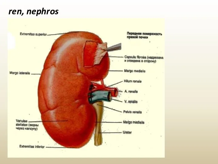 ren, nephros