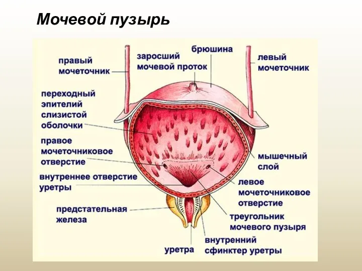 Мочевой пузырь