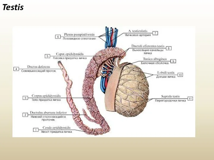 Testis