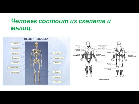 Человек состоит из скелета и мышц.