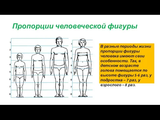 Пропорции человеческой фигуры В разные периоды жизни пропорции фигуры человека имеют