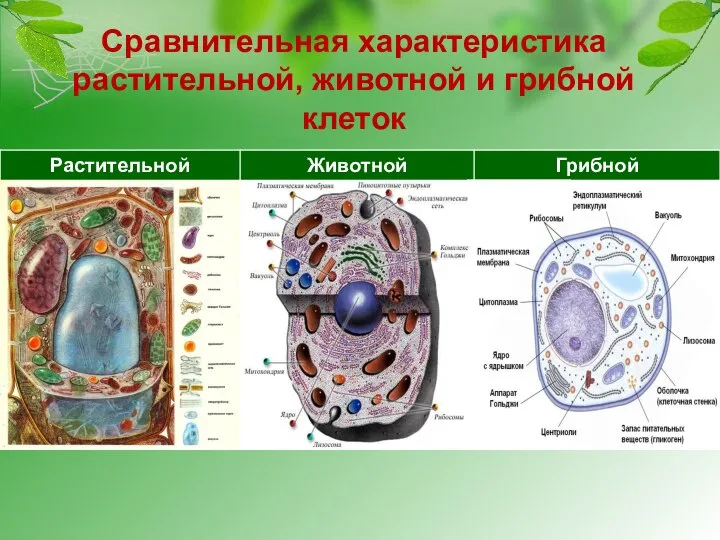 Сравнительная характеристика растительной, животной и грибной клеток