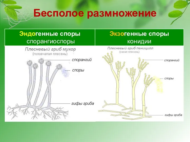 Бесполое размножение