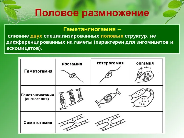 Половое размножение