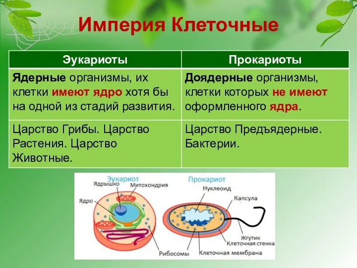 Империя Клеточные