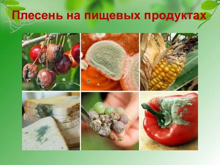 Плесень на пищевых продуктах