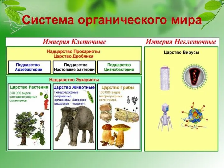 Система органического мира