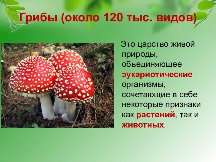 Грибы (около 120 тыс. видов) Это царство живой природы, объединяющее эукариотические