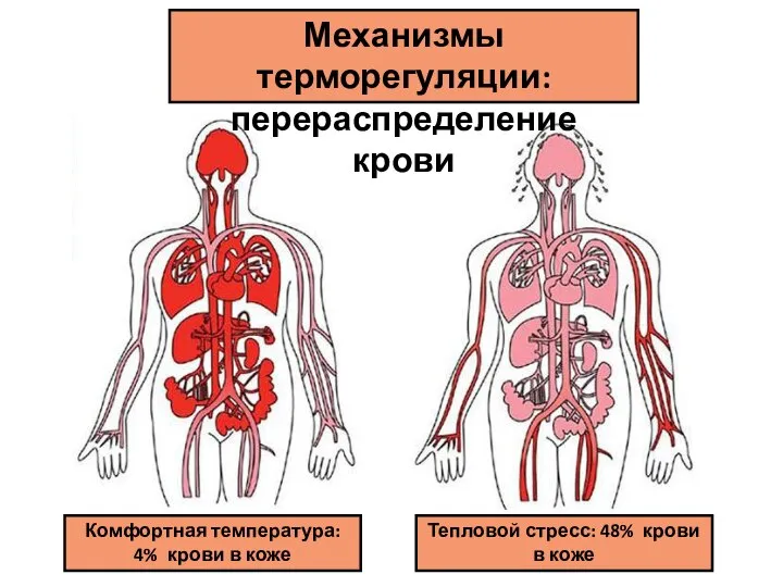 Механизмы терморегуляции: перераспределение крови Комфортная температура: 4% крови в коже Тепловой стресс: 48% крови в коже