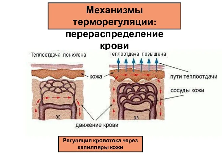 Механизмы терморегуляции: перераспределение крови Регуляция кровотока через капилляры кожи