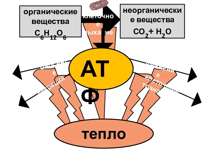 клеточное дыхание органические вещества С6Н12О6 неорганические вещества СО2+ Н2О АТФ тепло