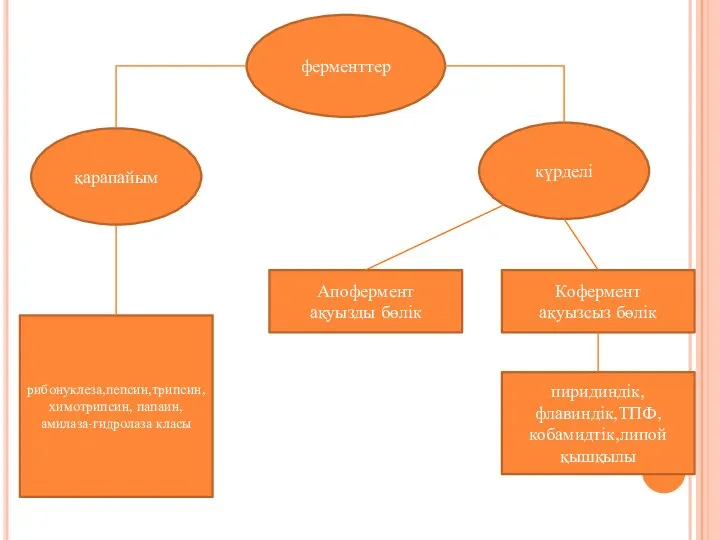 ферменттер қарапайым күрделі рибонуклеза,пепсин,трипсин,химотрипсин, папаин, амилаза-гидролаза класы Апофермент ақуызды бөлік Кофермент