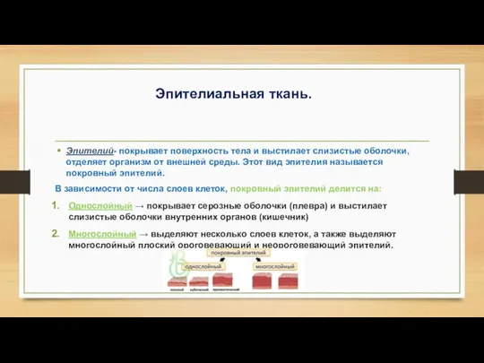 Эпителиальная ткань. Эпителий- покрывает поверхность тела и выстилает слизистые оболочки, отделяет