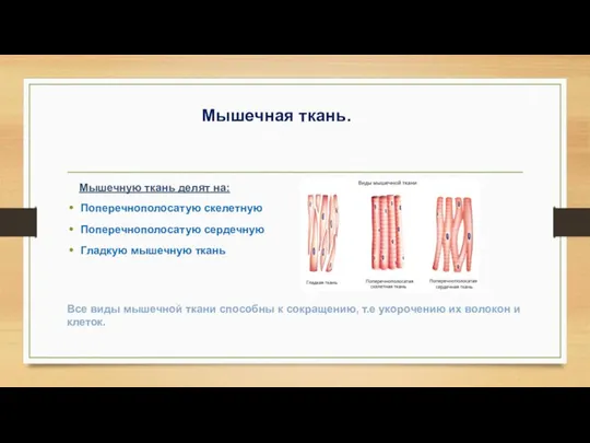 Мышечная ткань. Мышечную ткань делят на: Поперечнополосатую скелетную Поперечнополосатую сердечную Гладкую