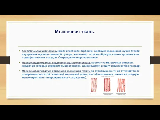 Мышечная ткань. Гладкая мышечная ткань имеет клеточное строение, образует мышечные пучки