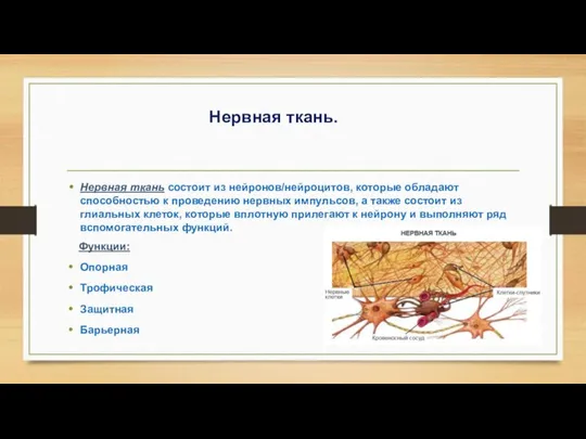 Нервная ткань. Нервная ткань состоит из нейронов/нейроцитов, которые обладают способностью к