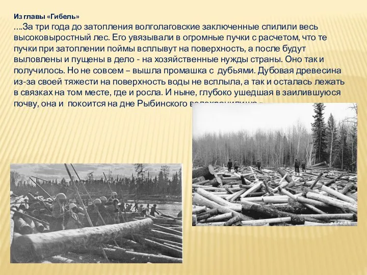 Из главы «Гибель» ….За три года до затопления волголаговские заключенные спилили