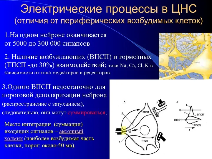 Электрические процессы в ЦНС (отличия от периферических возбудимых клеток) 1.На одном