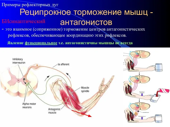 Реципрокное торможение мышц - антагонистов - это взаимное (сопряженное) торможение центров