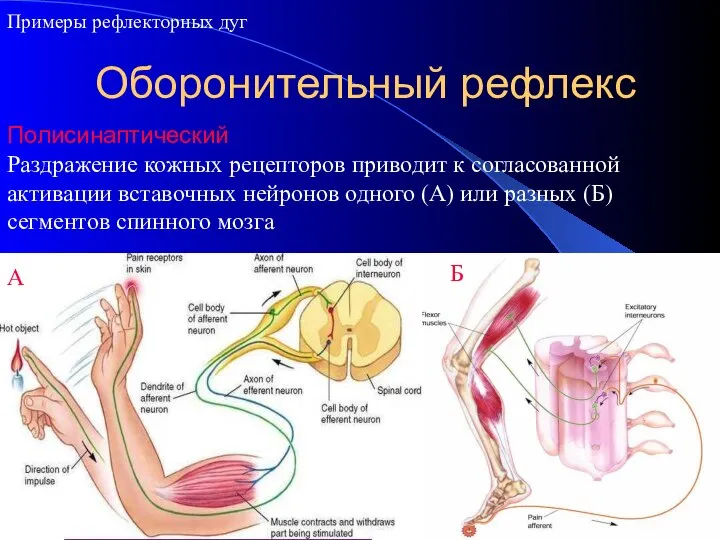 Оборонительный рефлекс Примеры рефлекторных дуг Полисинаптический Раздражение кожных рецепторов приводит к