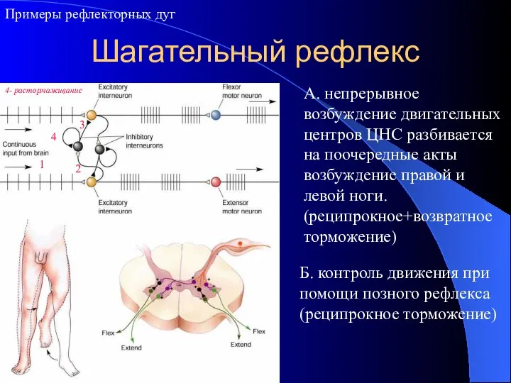 Шагательный рефлекс Примеры рефлекторных дуг А. непрерывное возбуждение двигательных центров ЦНС