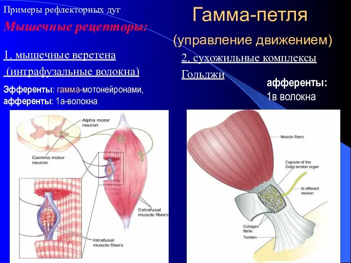 Гамма-петля (управление движением) 1. мышечные веретена (интрафузальные волокна) Эфференты: гамма-мотонейронами, афференты: