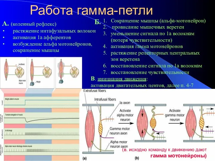 Работа гамма-петли А. (коленный рефлекс) растяжение интафузальных волокон активация 1а афферентов