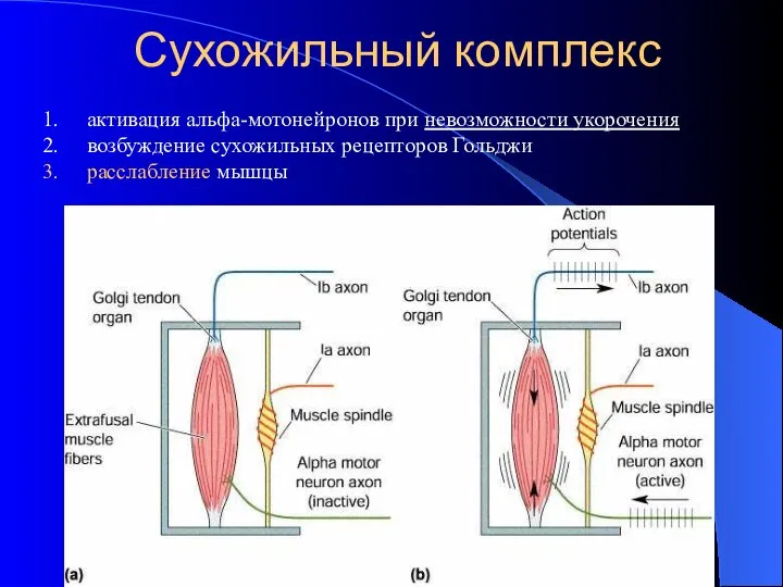 Сухожильный комплекс активация альфа-мотонейронов при невозможности укорочения возбуждение сухожильных рецепторов Гольджи расслабление мышцы