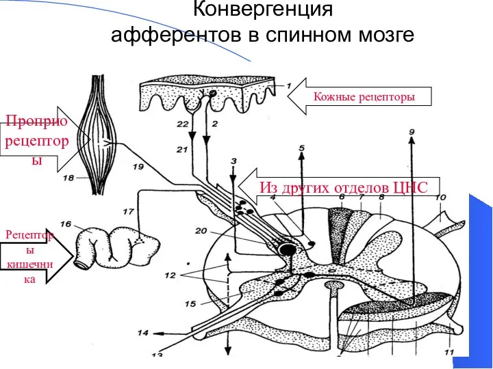 Конвергенция афферентов в спинном мозге Рецепторы кишечника Кожные рецепторы Проприо рецепторы Из других отделов ЦНС